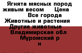 Ягнята мясных пород живым весом.  › Цена ­ 125 - Все города Животные и растения » Другие животные   . Владимирская обл.,Муромский р-н